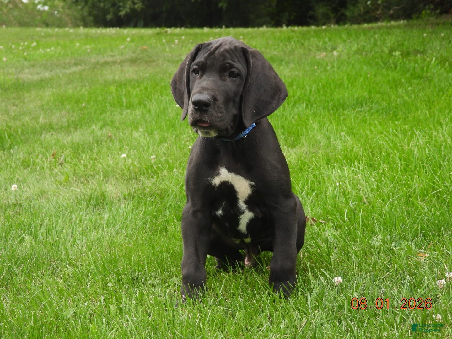 Great Dane dogs Great Dane 1 - Ad 1
