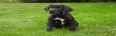 Great Dane 1