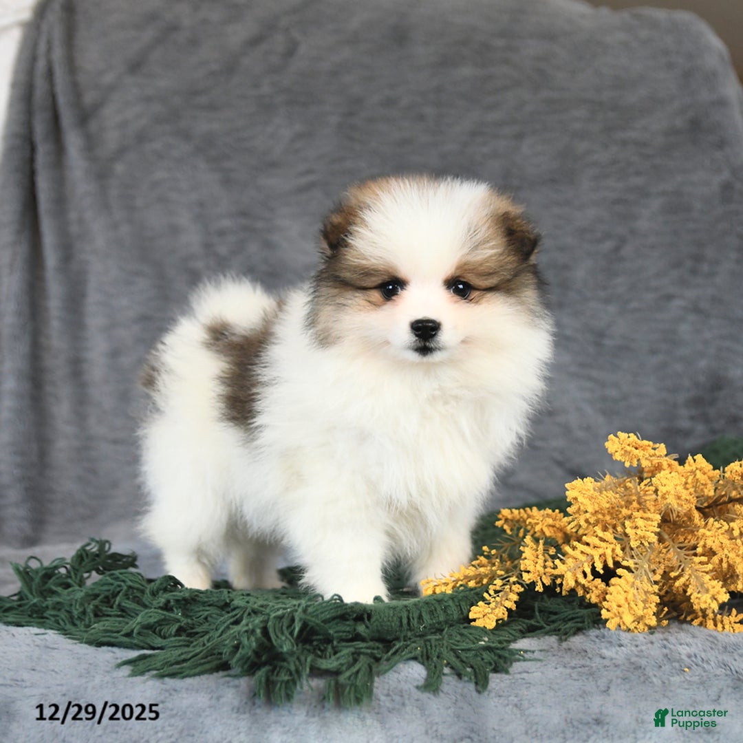 Pomeranian dogs for sale: Espresso - Ad 3