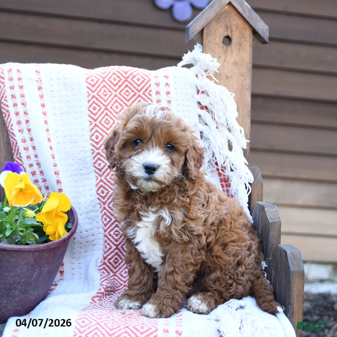 Mixed Breed dogs for sale: Marty - Ad 1