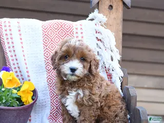 Mixed Breed dogs for sale: Marty - Ad 2