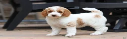 Standard Poodle dogs for sale: Blossom - Ad 4