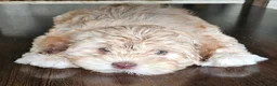 Havapoo dogs for sale: Jordie - Ad 17
