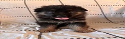 German Shepherd dogs for sale: Tank (Gray Collar) - Ad 1