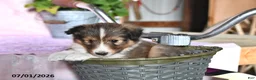 Shetland Sheepdog dogs for sale: Mistletoe - Ad 1