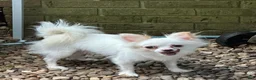 Chihuahua dogs for sale: Happy  - Ad 3