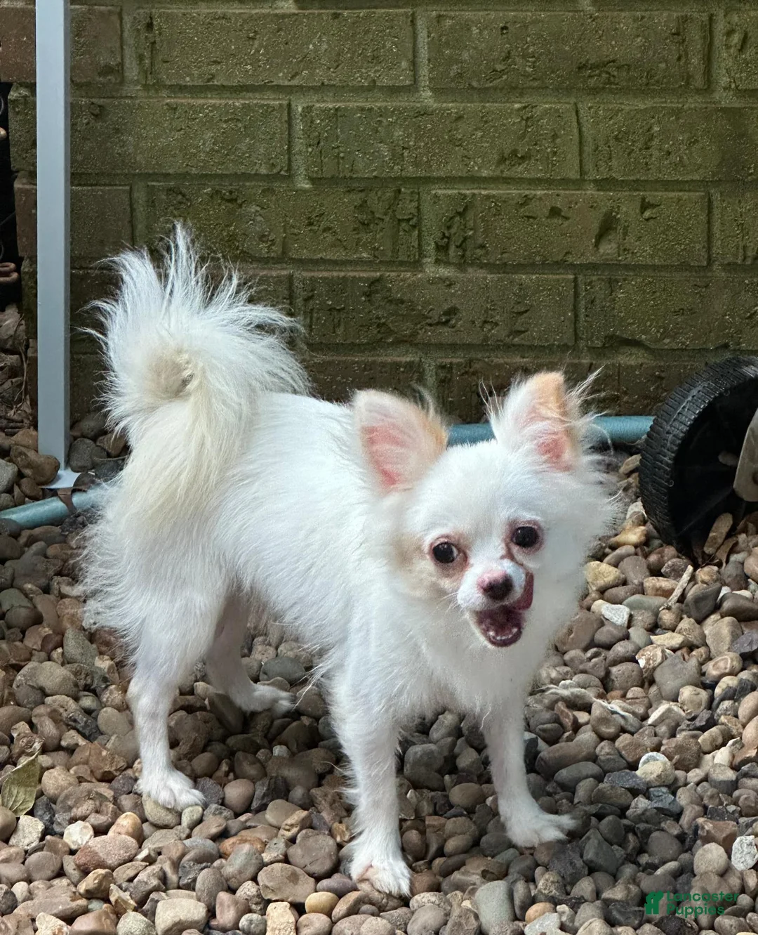 Chihuahua dogs for sale: Happy  - Ad 3
