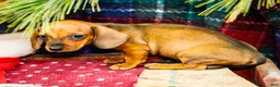 Miniature Dachshund dogs for sale: Tucker - Ad 10