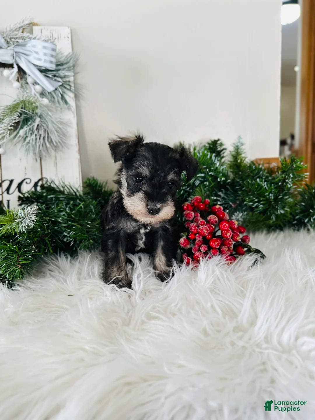 Miniature Schnauzer dogs for sale: Indy - Ad 10