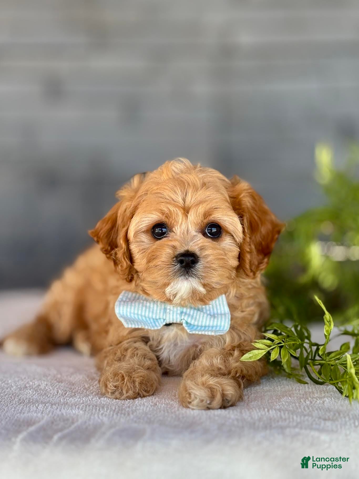 Cavapoo dogs Bounce Cavapoo Puppy  - Ad 2