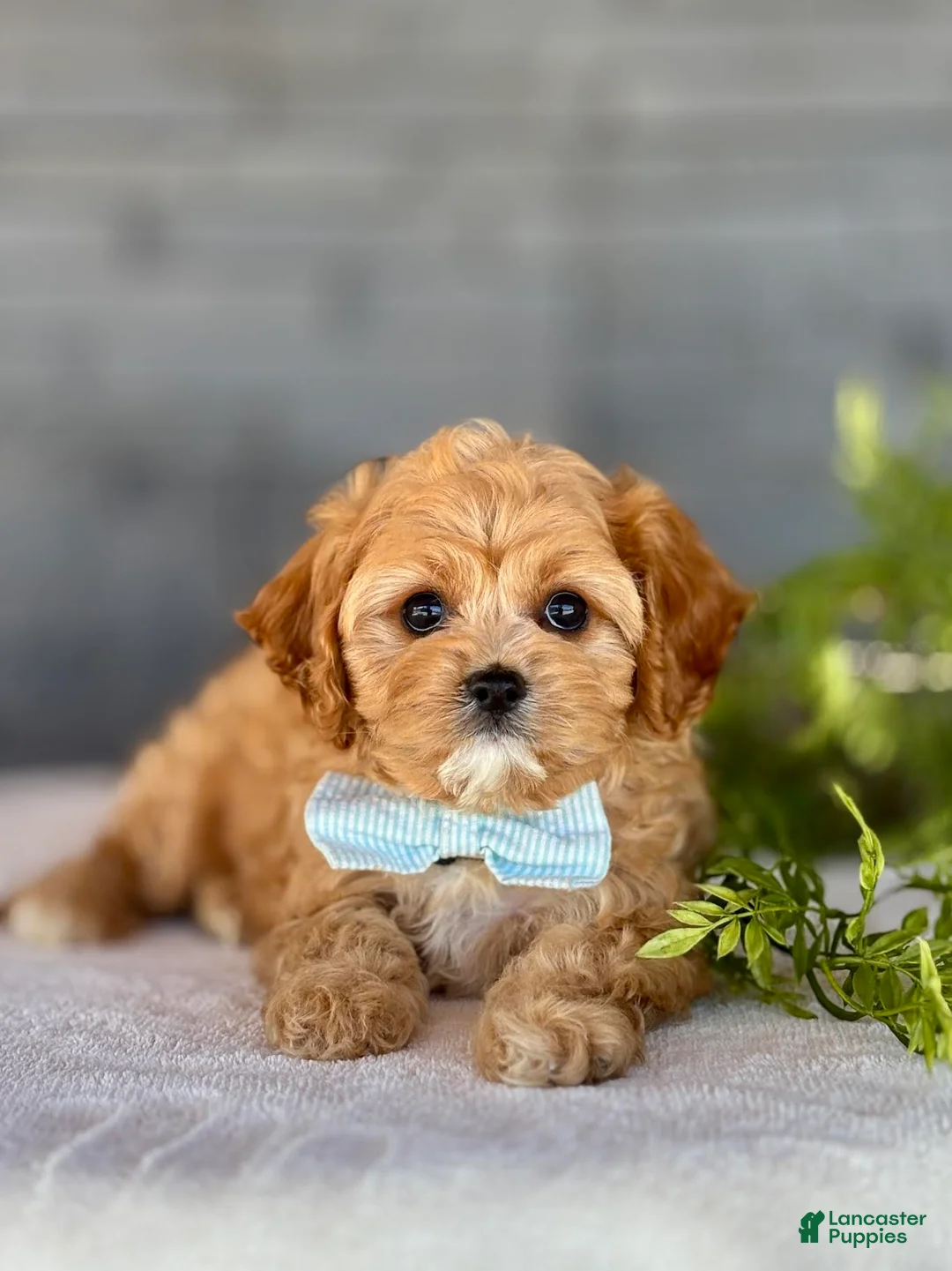 Cavapoo dogs for sale: Bounce Cavapoo Puppy  - Ad 2