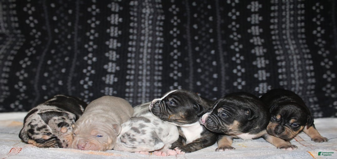 Gallery Image {{count}}