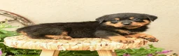 Rottweiler dogs for sale: Robby - Ad 5