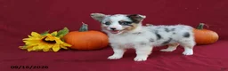 Mixed Breed dogs for sale: Autumn - Ad 6