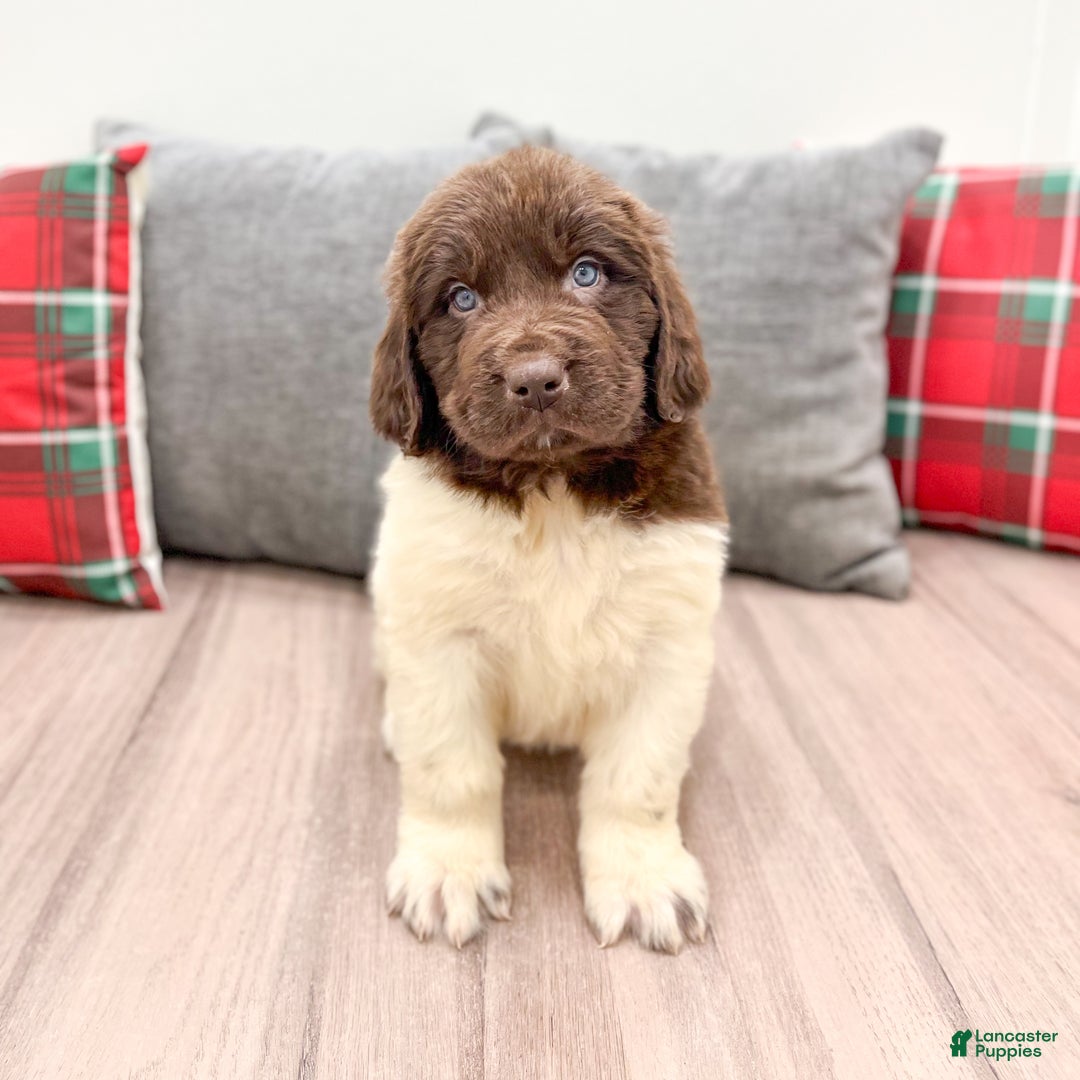 Newfoundland dogs for sale: Sasha - Ad 2