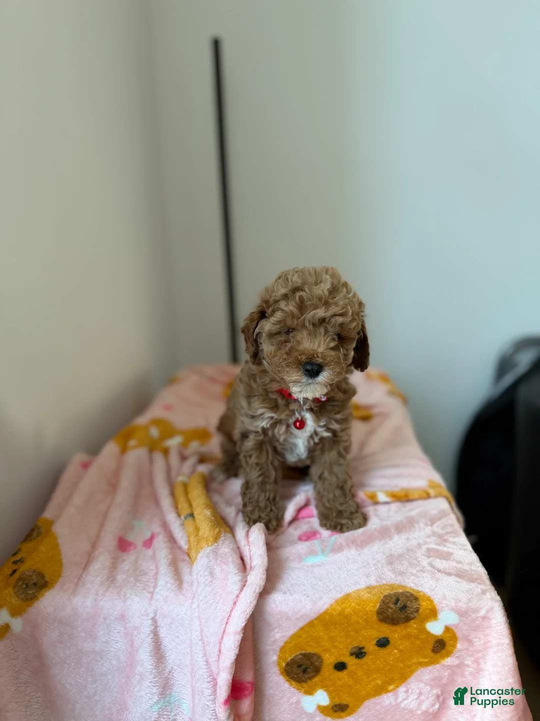 Toy Poodle dogs for sale: Snuggles - Ad 4