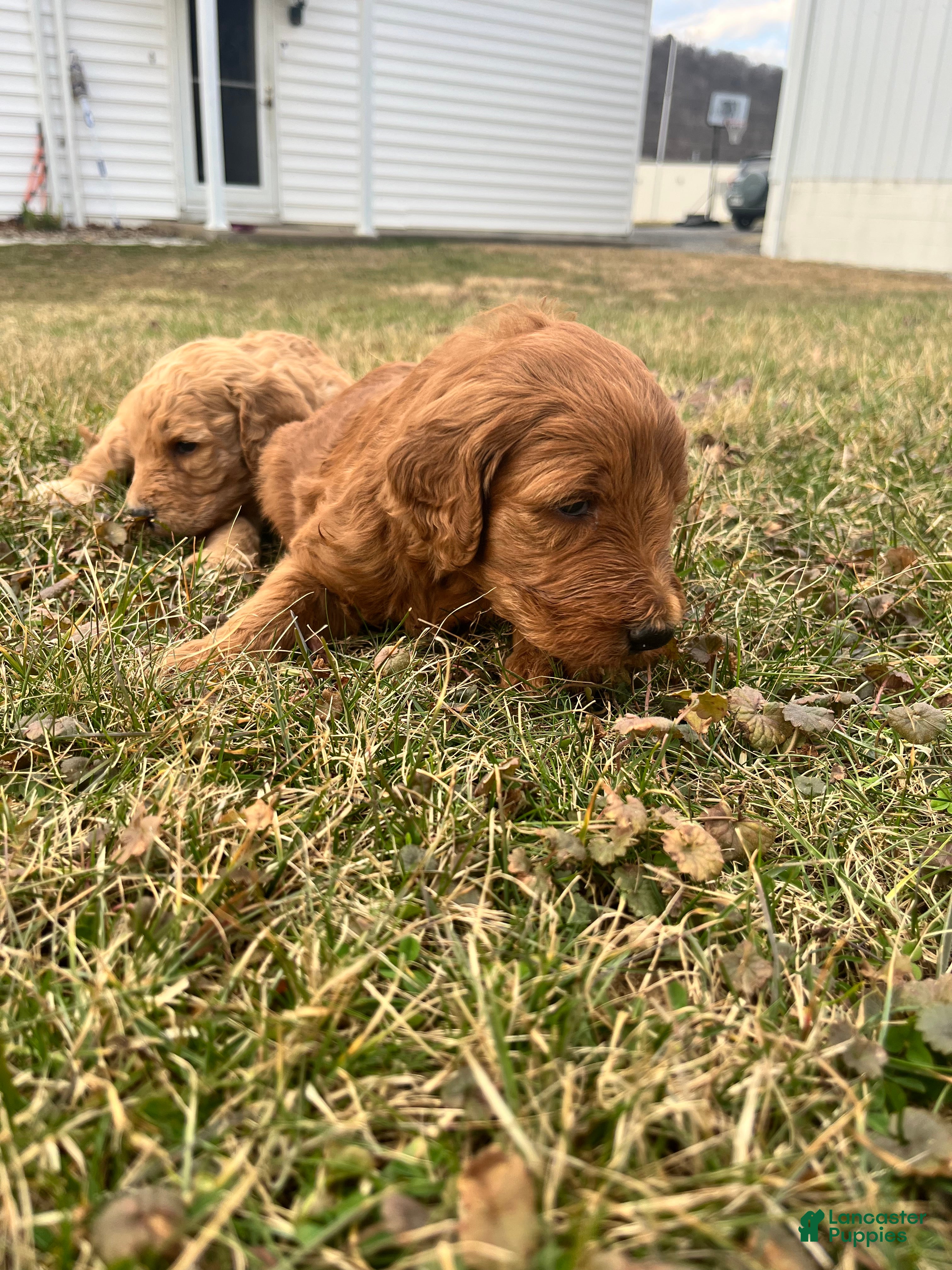Goldendoodle dogs Goldendoodle Puppy 2 - Ad 1