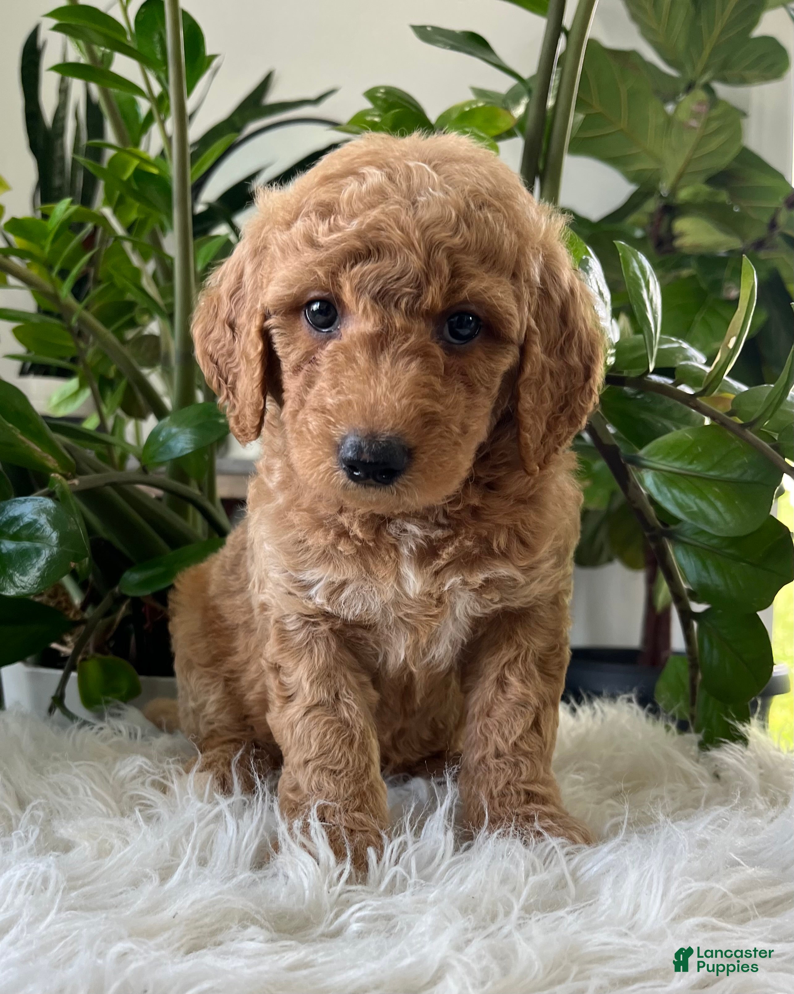 Mini Goldendoodle dogs for sale: Chief  - Ad 2