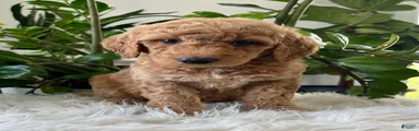 Chief 