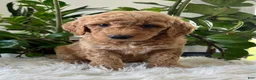 Mini Goldendoodle dogs for sale: Chief  - Ad 1