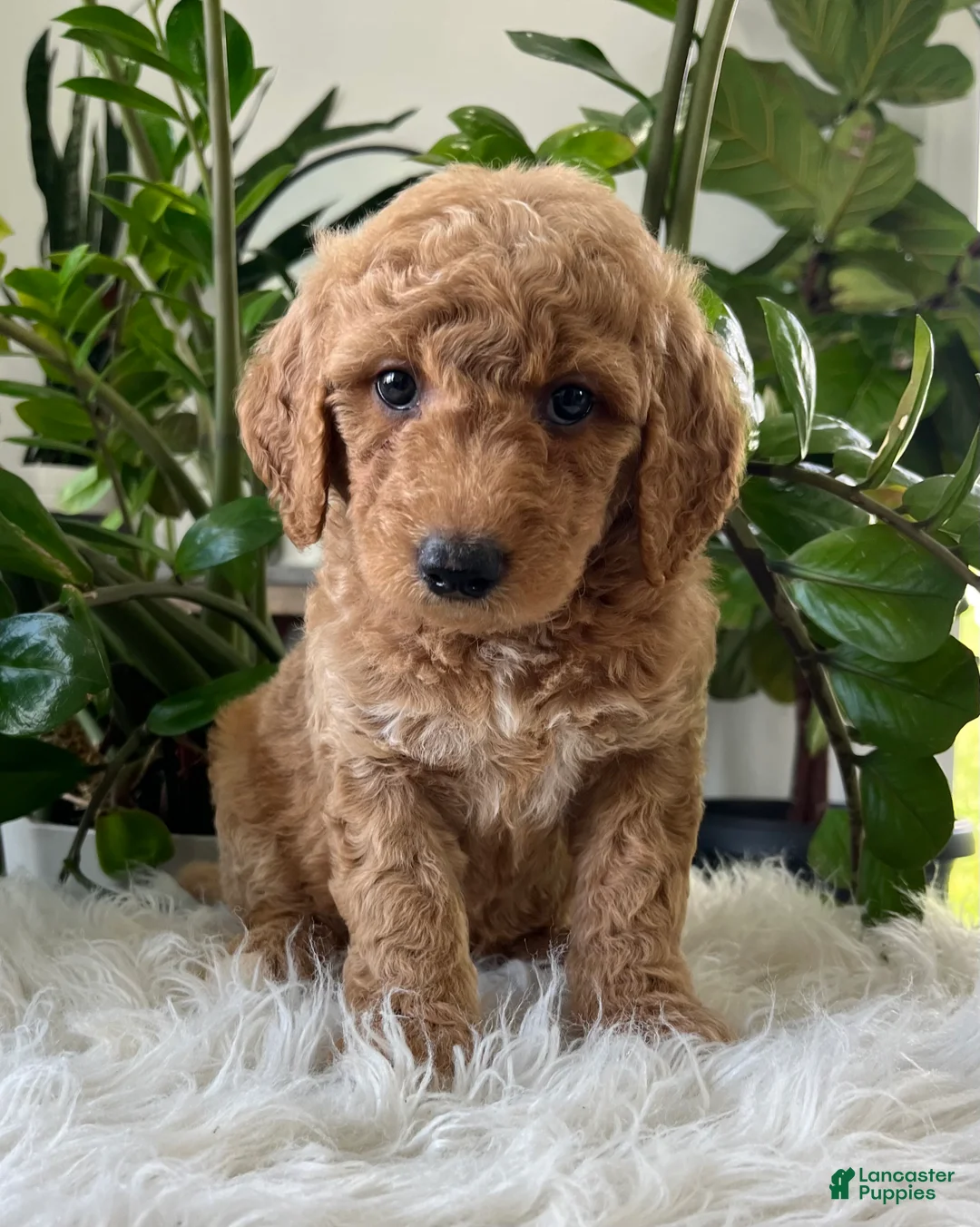 Mini Goldendoodle dogs for sale: Chief  - Ad 1