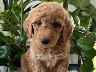 Mini Goldendoodle dogs for sale: Chief - Ad 2