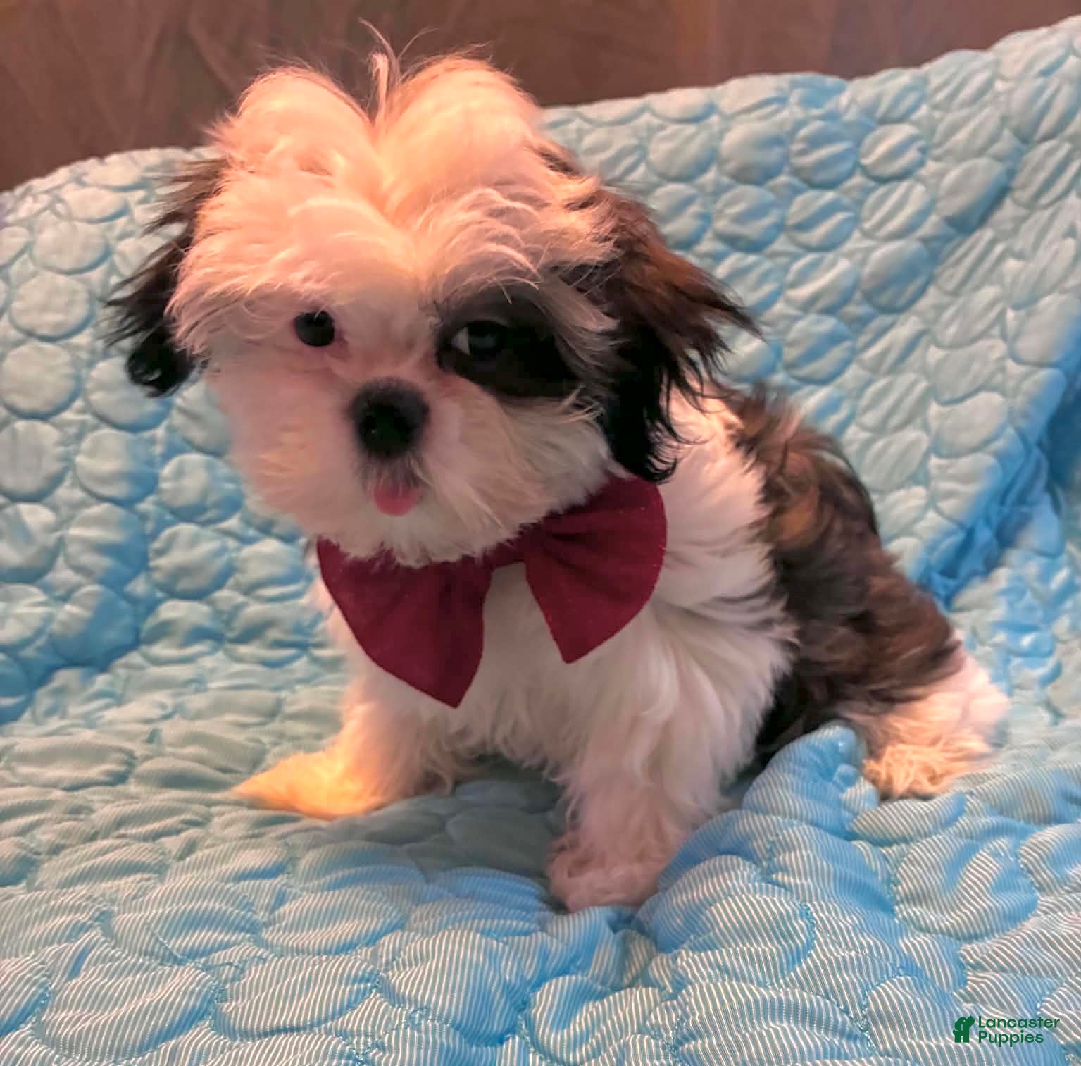 Shih Tzu dogs Princess  - Ad 2
