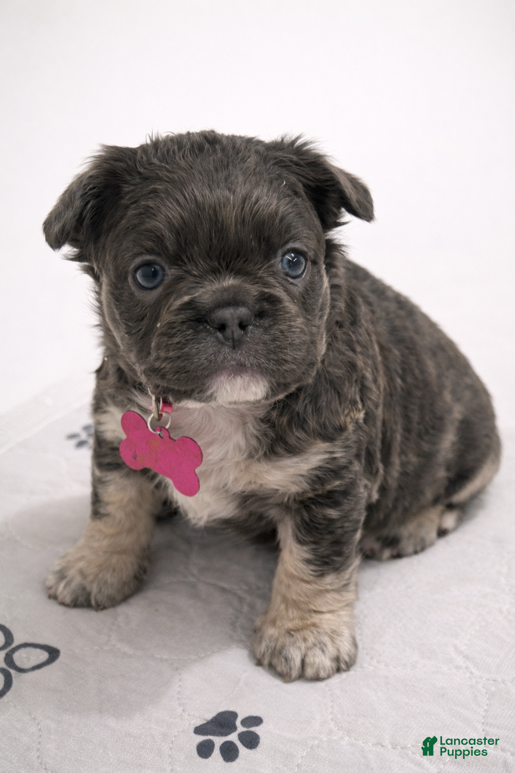 French Bulldog dogs for sale: French Bulldog Puppy 1 - Ad 1