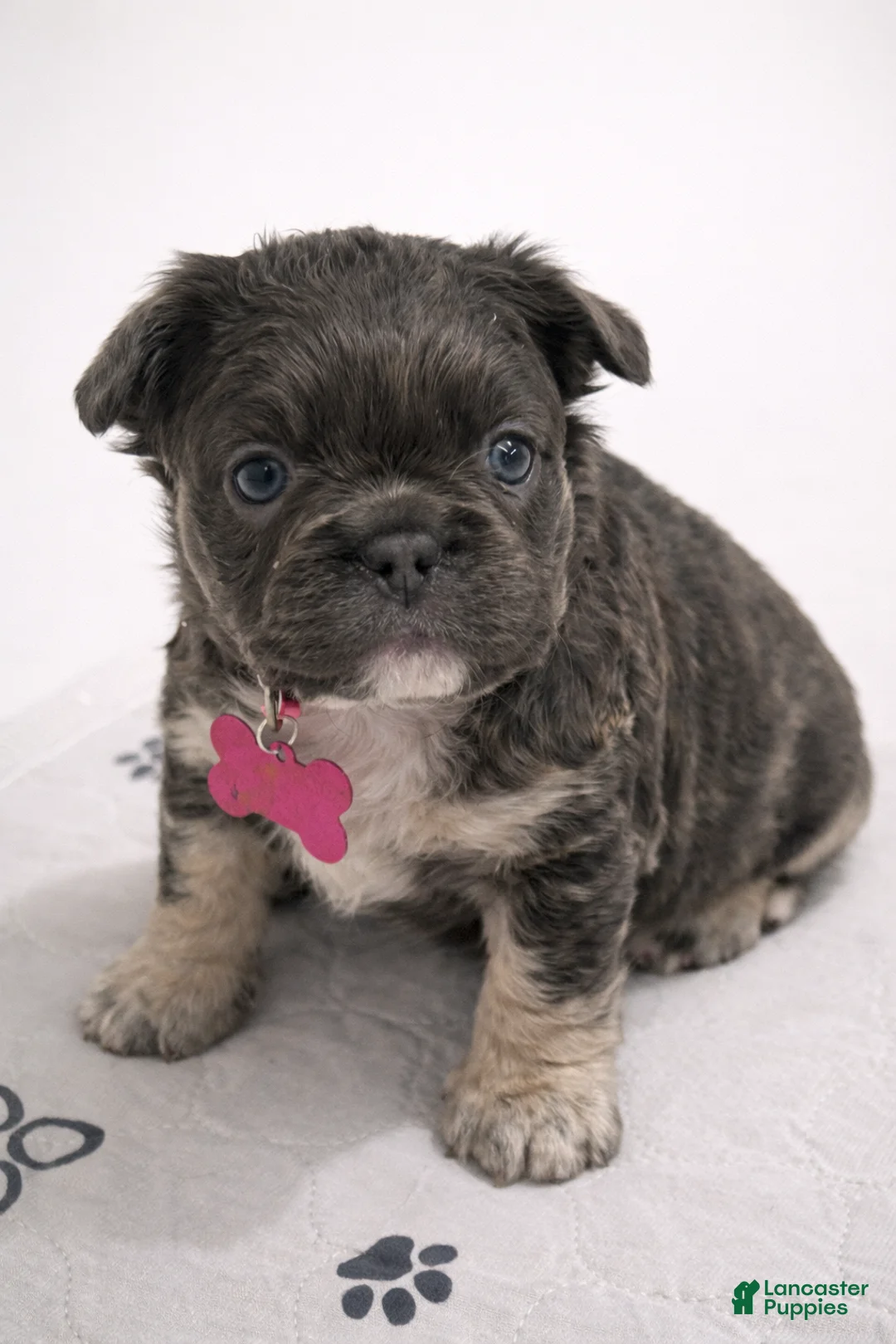 French Bulldog dogs for sale: French Bulldog Puppy 1 - Ad 1