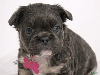French Bulldog dogs for sale: French Bulldog Puppy 1 - Ad 1