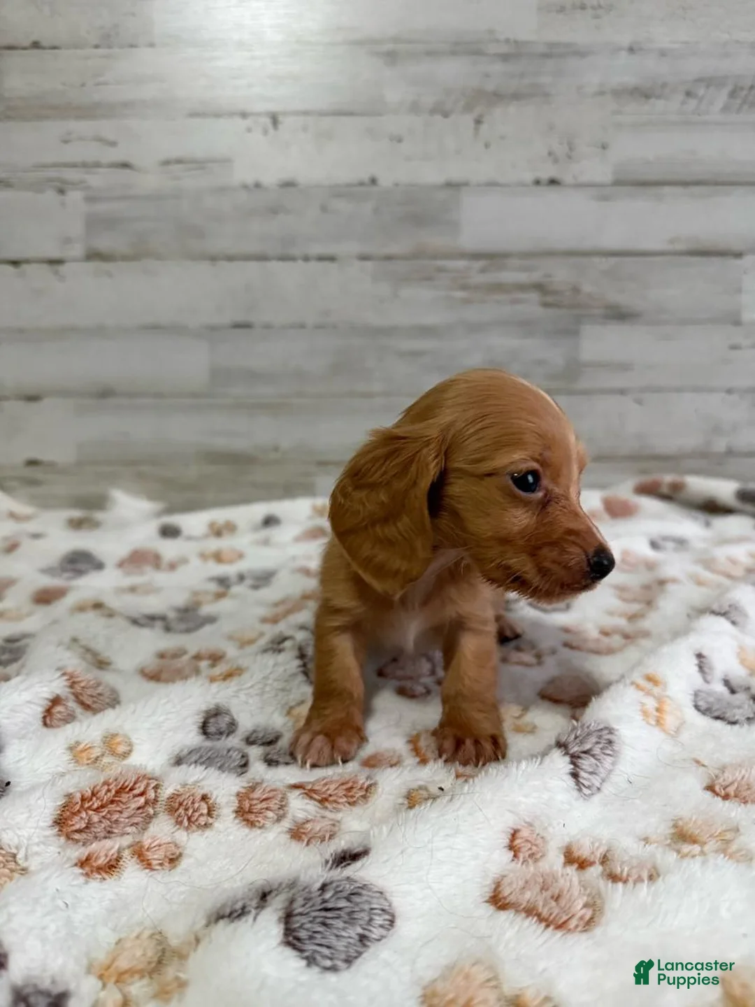 Dachshund dogs for sale: Honey - Ad 2