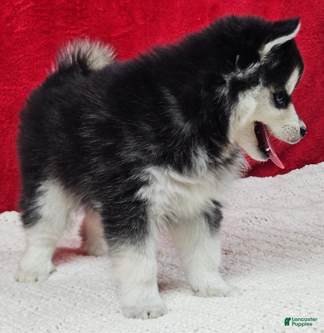 Pomsky dogs for sale: Kona - Ad 5