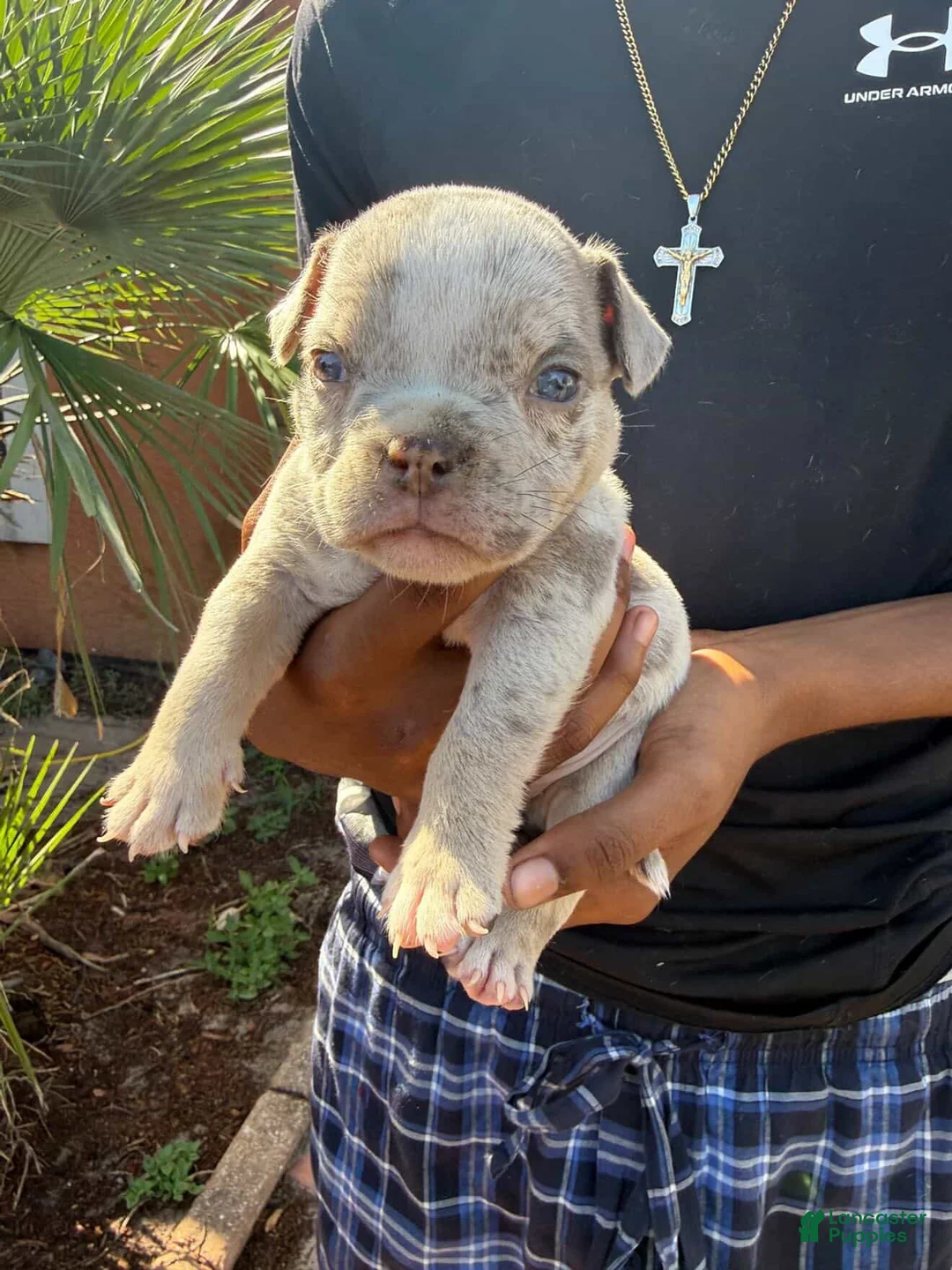 American Bully dogs for sale: Merle Female 3 - Ad 1