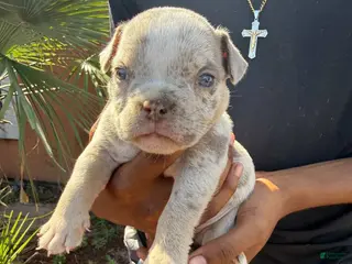 American Bully dogs Merle Female 3 - Ad 40