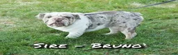 English Bulldog dogs for sale: Bellarina - Ad 12