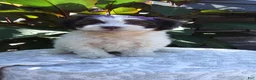 Havanese dogs for sale: Oreo - Ad 2