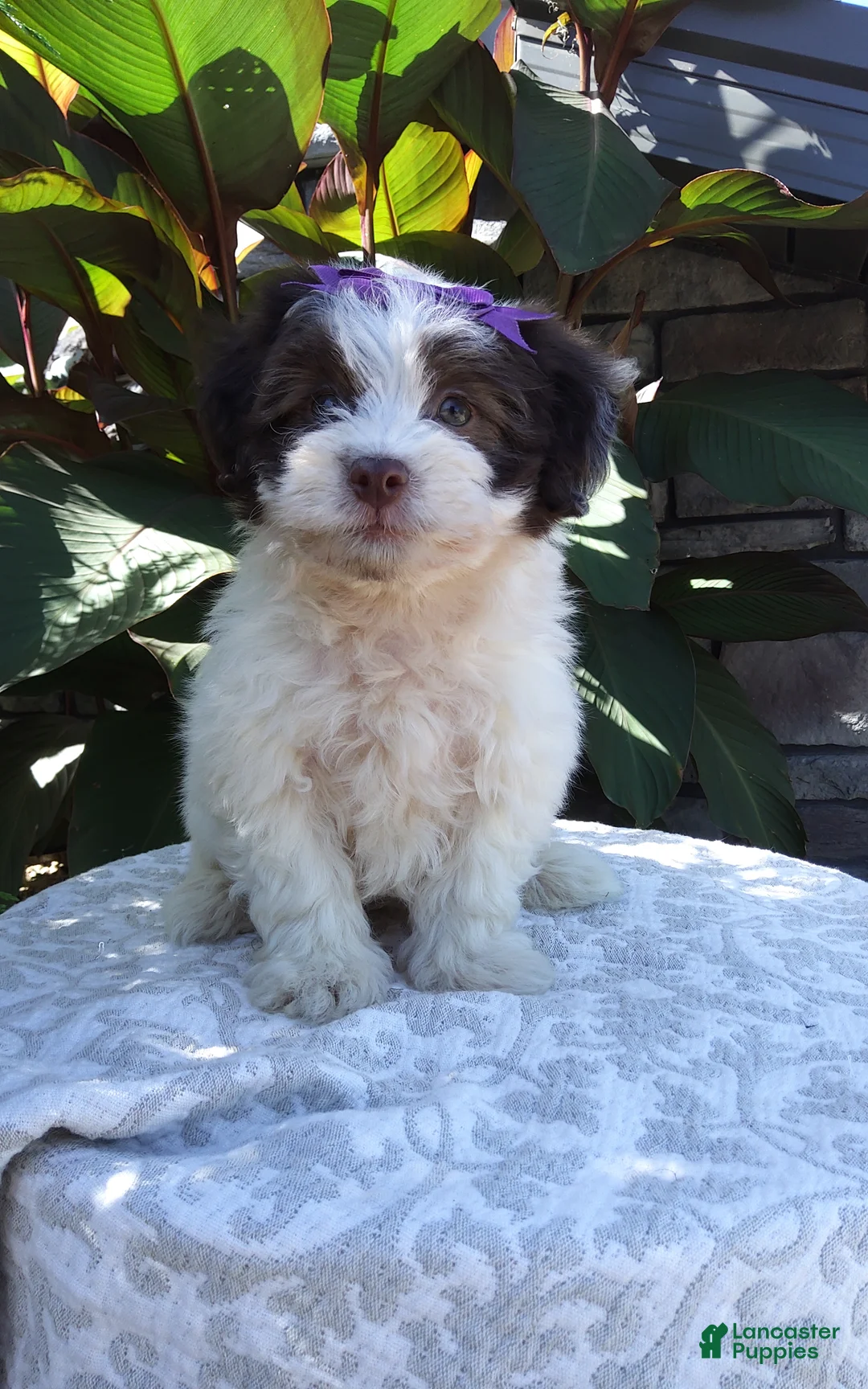 Havanese dogs for sale: Oreo - Ad 2