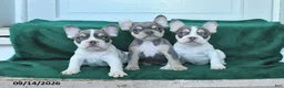 French Bulldog dogs for sale: Oliver - Ad 5
