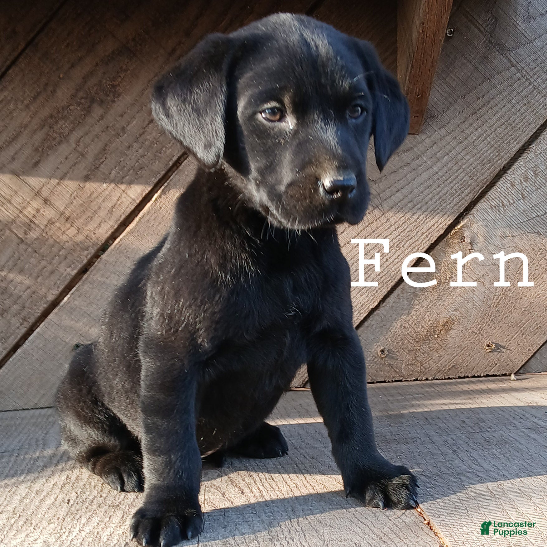 Labrador Retriever dogs FERN - Ad 1