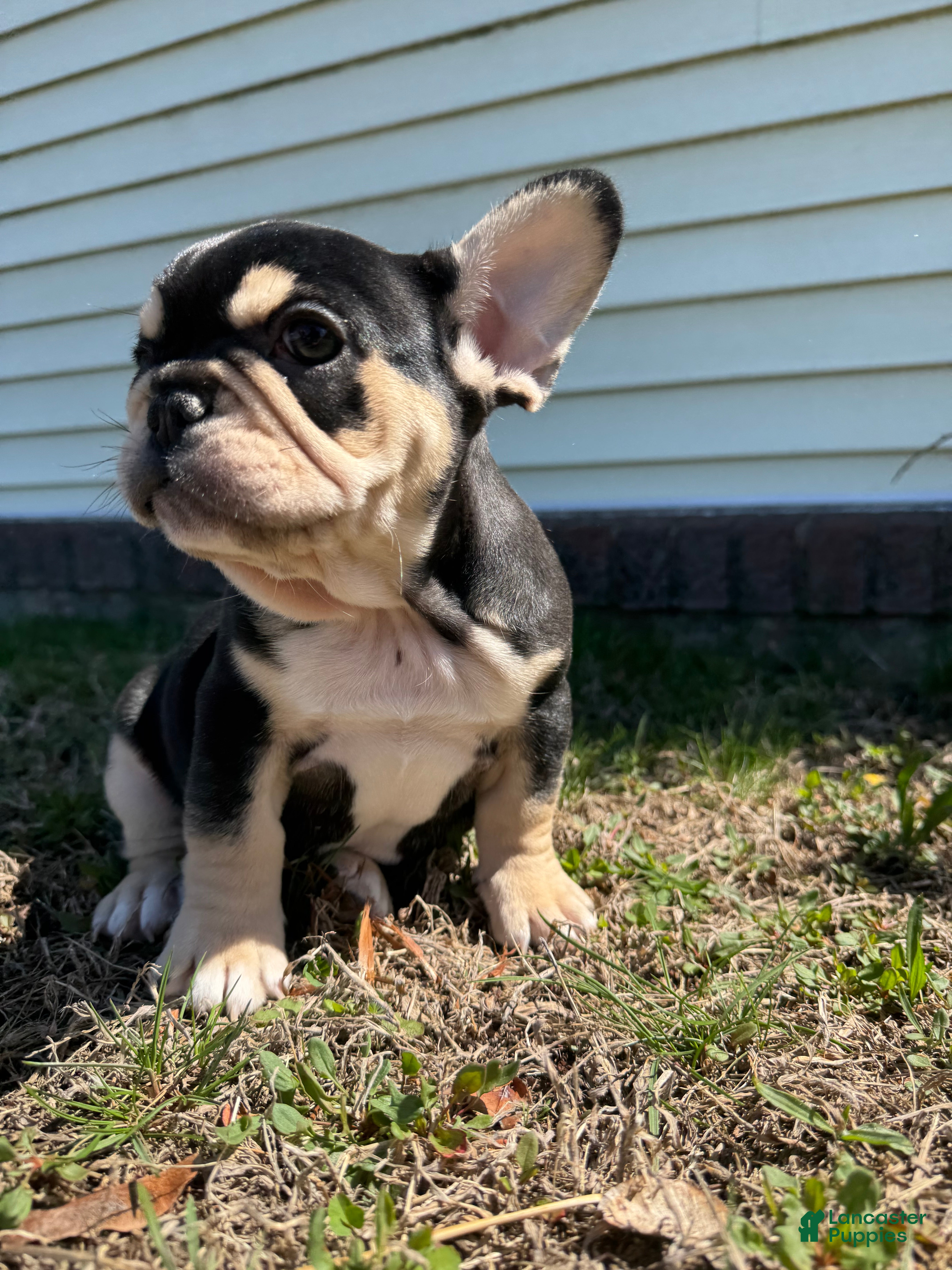 French Bulldog dogs Mike - Ad 1