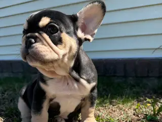 French Bulldog dogs for sale: Mike - Ad 2