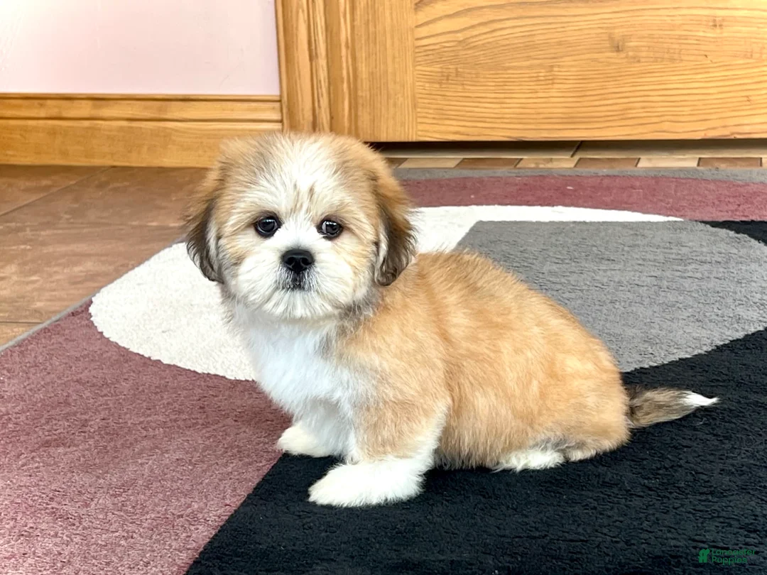 Lhasa Apso dogs for sale: Snickers - Ad 1