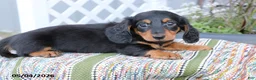 Miniature Dachshund dogs for sale: Fudge - Ad 3