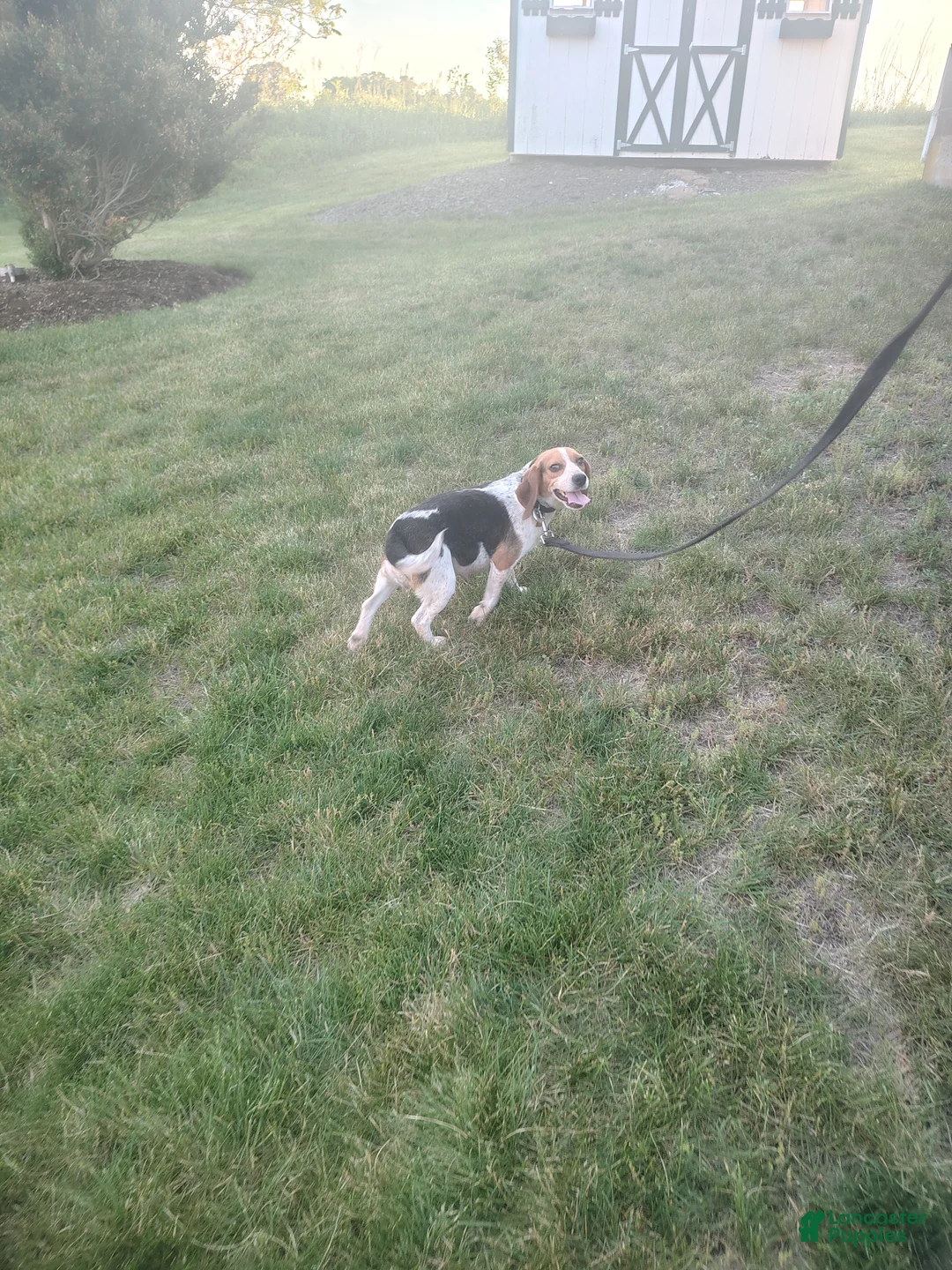 Puggle dogs for sale: Redwood - Ad 3