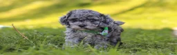 Miniature Poodle dogs for sale: Mason - Ad 3