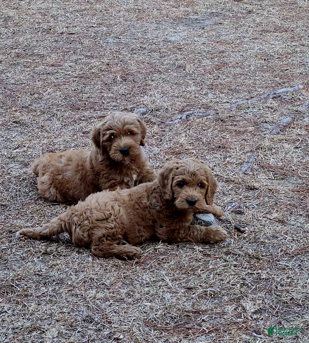 Goldendoodle dogs for sale: Goldendoodle Puppy 2 - Ad 2