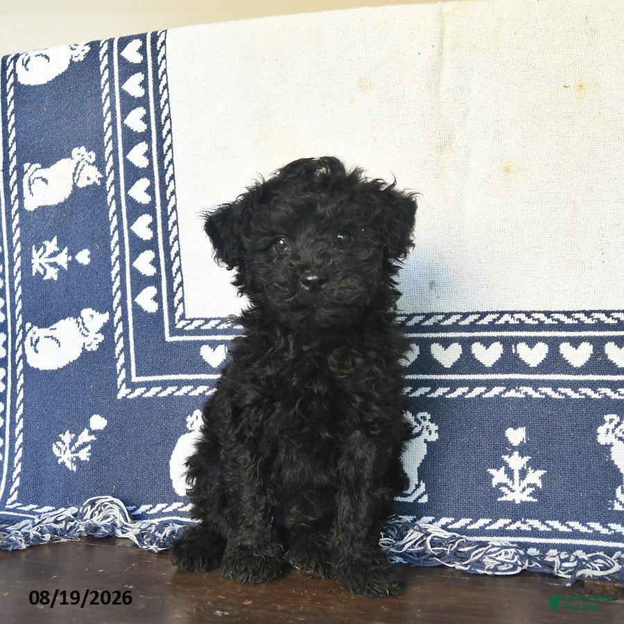 Miniature Labradoodle dogs Rip Van Winkle - Ad 1