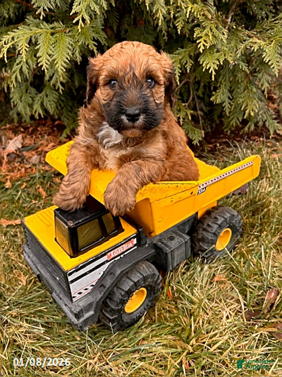 Whoodle dogs for sale: Elijah - Ad 2