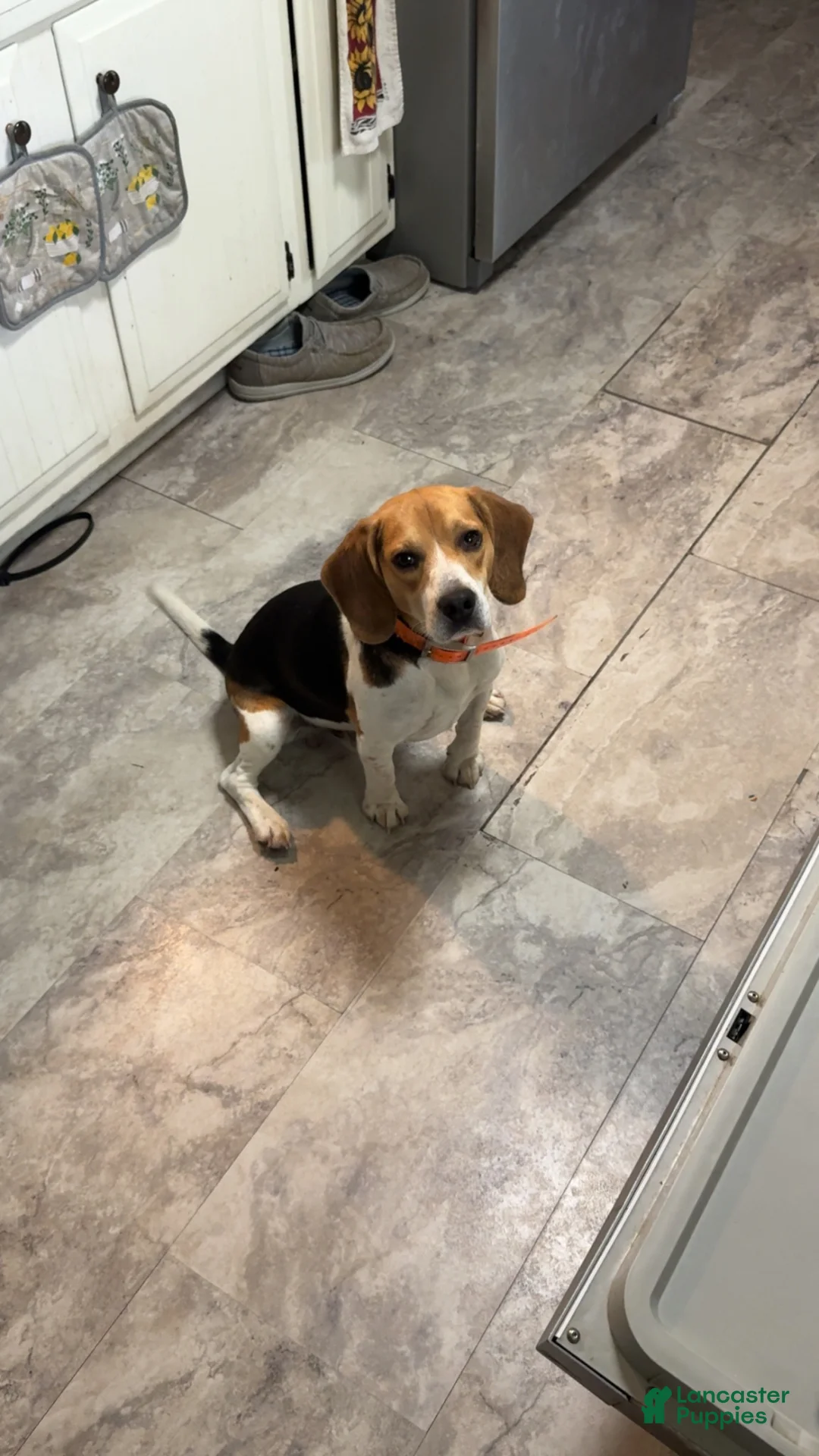 Beagle dogs for sale: Daisy - Ad 4