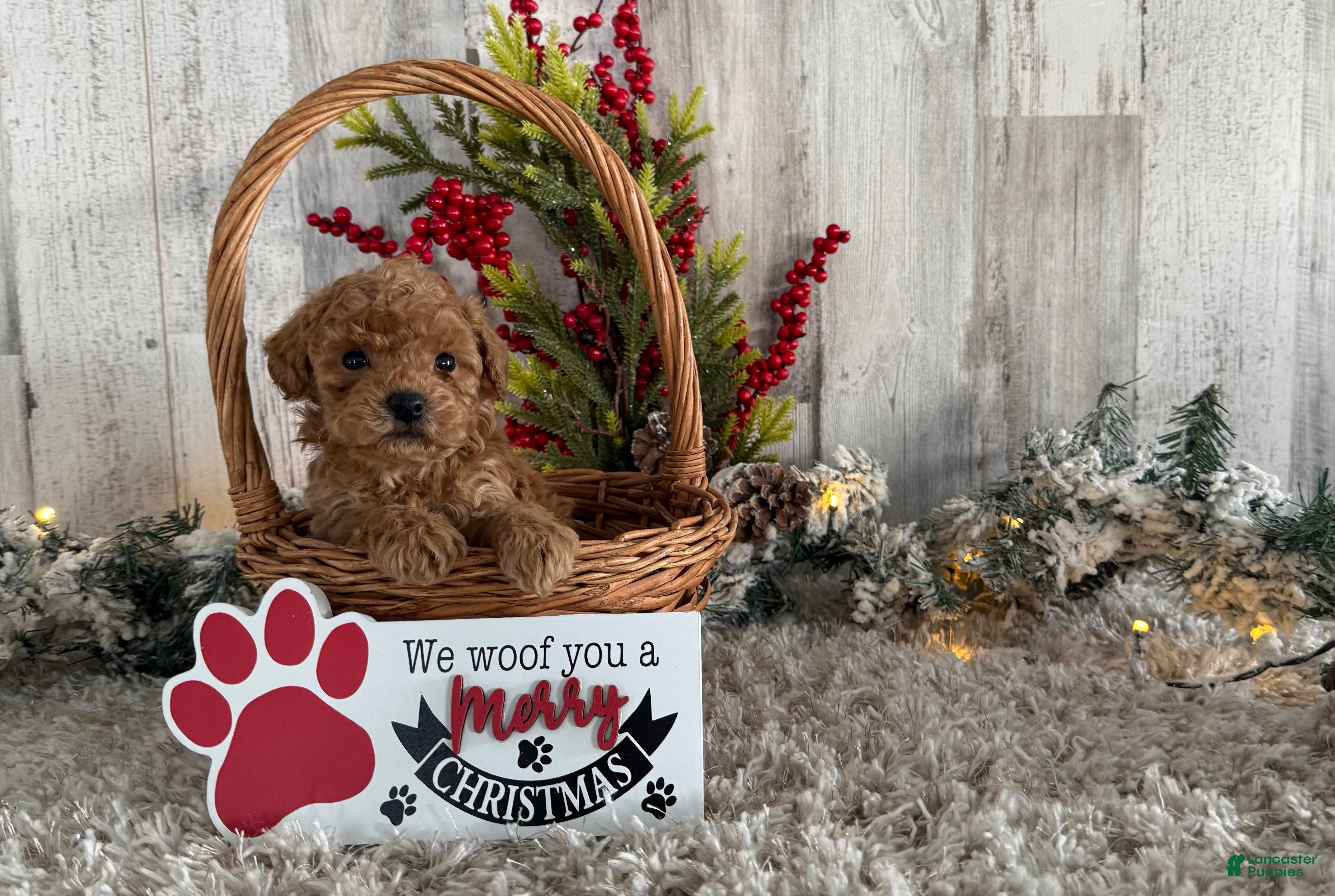 Toy Poodle dogs Turner - Ad 26